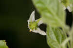 West Indian nightshade